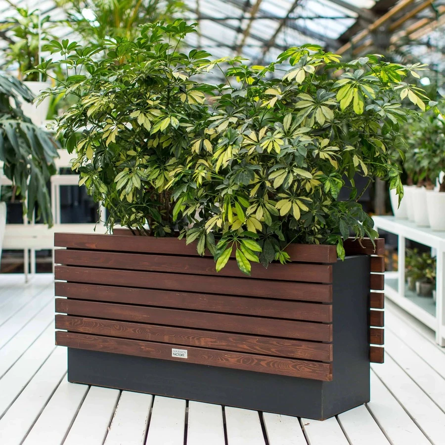 КАШПО MAXPLANTER ALGERIA (АЛЖИР) АРТ. AG-2210-1