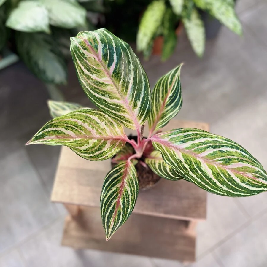 Аглаонема Айкатчер Aglaonema Eyecatcher