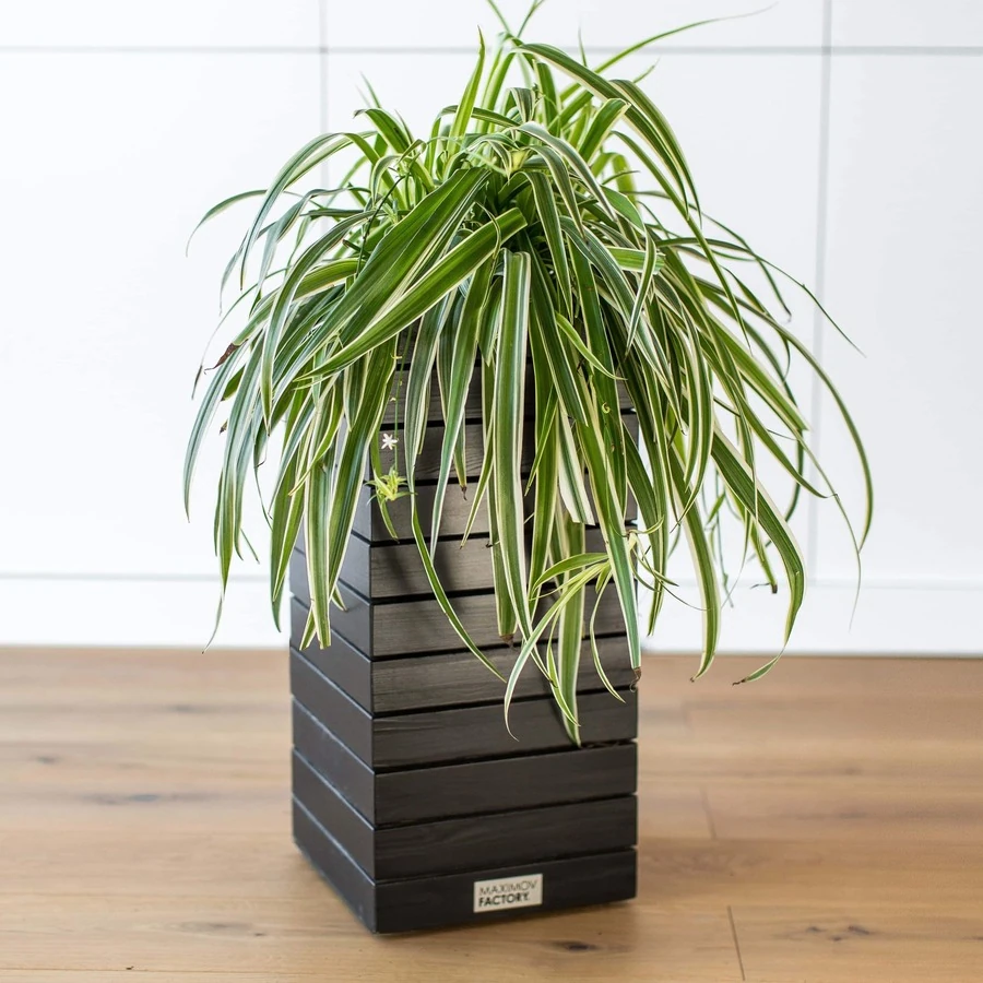 КАШПО MAXPLANTER PARIS (ПАРИЖ) АРТ. PS-11010