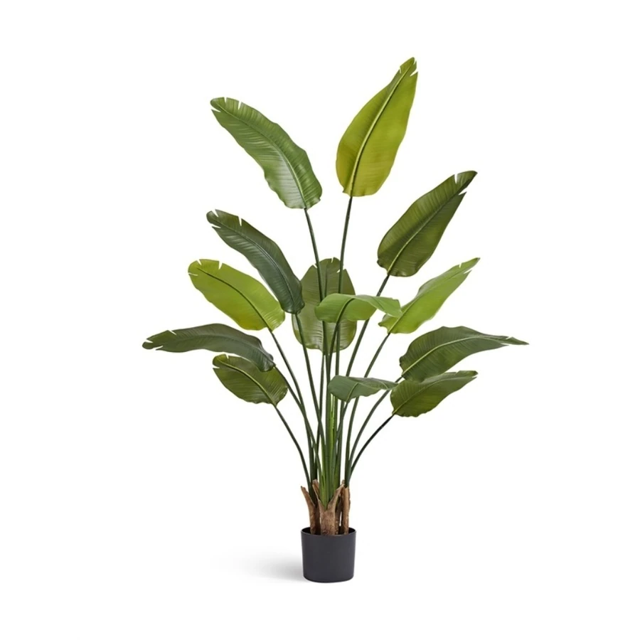 Стрелиция New Style (Sensitive Botanic)